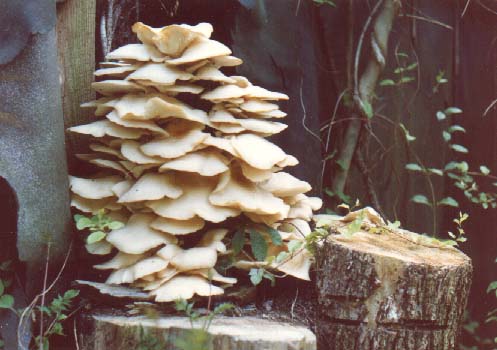 shelves of fungus